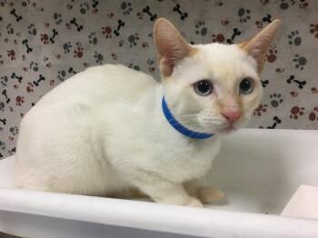 PINKY -  Domestic Short Hair Cat for Adoption in Riverside, California - PINKY | PetCurious