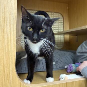 Domestic Short Hair Cats Available for Adoption in Mokena, Illinois - Delilah | PetCurious