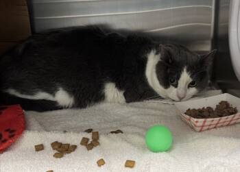 Rescue Domestic Short Hair Cats for Adoption in Pontiac, Michigan - Ludacris | PetCurious