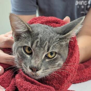 Finley -  Domestic Short Hair Cat for Adoption in Canton, Illinois - Finley | PetCurious