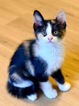 Edith -  Domestic Short Hair Cat for Adoption in West Palm Beach, Florida - Edith | PetCurious