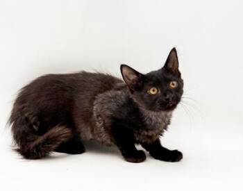 Cammy -  Domestic Long Hair and Domestic Short Hair Cat for Adoption in Bowling Green, Kentucky - Cammy | PetCurious