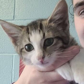 Domestic Short Hair Cats Available for Adoption in East St. Louis, Illinois - Crumble-C | PetCurious