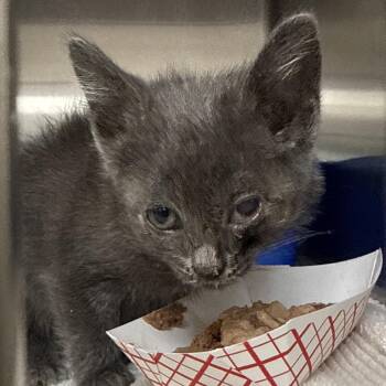 Blueberry Pie -  Domestic Short Hair Cat for Adoption in Indianapolis, Indiana - Blueberry Pie | PetCurious