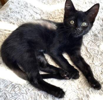 Juno -  Domestic Short Hair Cat for Adoption in Hood River, Oregon - Juno | PetCurious