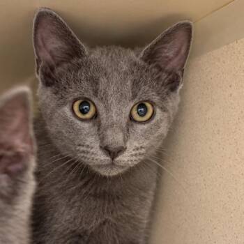 Cozy -  Domestic Short Hair Cat for Adoption in Gloucester, Virginia - Cozy | PetCurious
