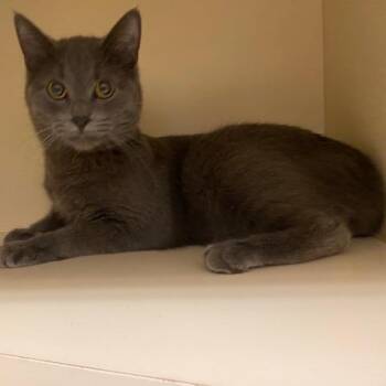 Domestic Short Hair Cats Available for Adoption - Captain Cookie | PetCurious