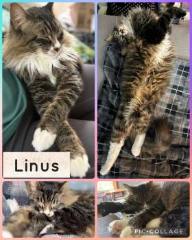 Domestic Short Hair Cats Available for Adoption in Newberg, Oregon - Linus | PetCurious