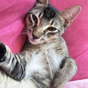 Buddy -  Domestic Short Hair Cat for Adoption in Davis, California - Buddy | PetCurious