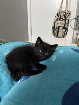 Sprout -  Domestic Short Hair Cat for Adoption in Oak Park, Michigan - Sprout | PetCurious
