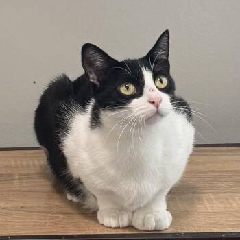Nala -  Domestic Short Hair Cat for Adoption in Buffalo, New York - Nala | PetCurious