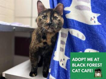 Domestic Short Hair Cats Available for Adoption - TAMARA | PetCurious