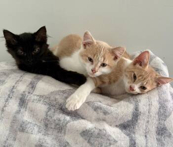Cookie Dough (Baked Goods Kittens) -  Domestic Short Hair Cat for Adoption in Lewis Center, Ohio - Cookie Dough (Baked Goods Kittens) | PetCurious