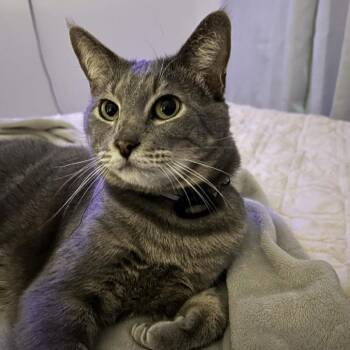 Maverick FKA Mickey Spitz -  Domestic Short Hair Cat for Adoption in West Palm Beach, Florida - Maverick FKA Mickey Spitz | PetCurious