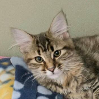 Mini Nugget -  Domestic Long Hair Cat for Adoption in Cumming, Georgia - Mini Nugget | PetCurious