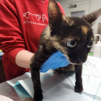 Domestic Short Hair Cats Available for Adoption in Summerville, South Carolina - Gia | PetCurious