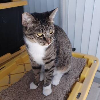 Domestic Short Hair Cats Available for Adoption - Siri | PetCurious