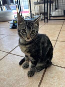 Luca -  Domestic Short Hair Cat Available for Adoption in Youngtown, Arizona - Luca | PetCurious