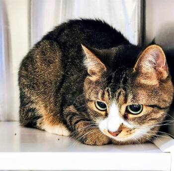 LITTLE MAN -  Domestic Short Hair Cat Available for Adoption in St. Louis, Missouri - LITTLE MAN | PetCurious