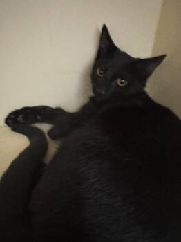 Jelly Bean -  Domestic Short Hair Cat for Adoption in Bloomington, Indiana - Jelly Bean | PetCurious