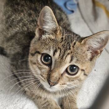 Rescue Domestic Short Hair Cats for Adoption in Auburn, Alabama - Grant | PetCurious