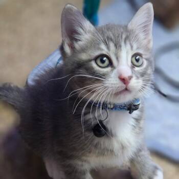 Jax -  Domestic Short Hair Cat for Adoption in Overland Park, Kansas - Jax | PetCurious