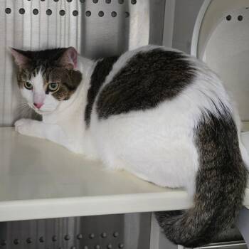 Sonny -  Domestic Short Hair Cat for Adoption in Denver, Colorado - Sonny | PetCurious