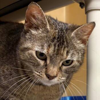 Domestic Short Hair Cats Available for Adoption in East Hanover, New Jersey - Sophia | PetCurious