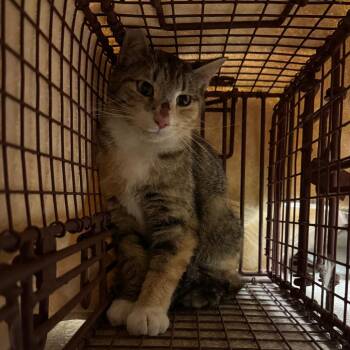 Domestic Short Hair Cats Available for Adoption in Bristol, Indiana - Mrs. Johnson | PetCurious
