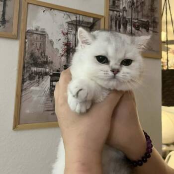 British Shorthair and Domestic Short Hair Cats Available for Adoption - Ophelia & Olivia - Beautiful Ladies | PetCurious