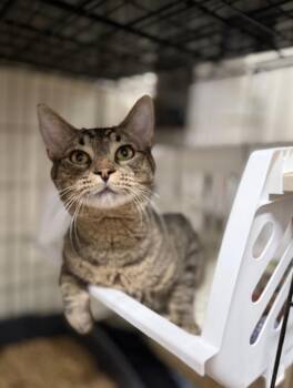 Domestic Short Hair Cats Available for Adoption in Pawleys Island, South Carolina - Herbie  | PetCurious