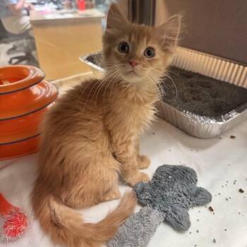 Taco -  Domestic Medium Hair Cat for Adoption in Waterloo, Iowa - Taco | PetCurious