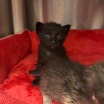 Salem -  Domestic Short Hair Cat for Adoption in Spring Hill, Kansas - Salem | PetCurious