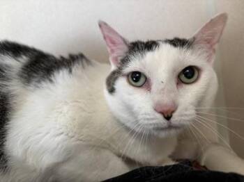 Sweet Pea -  Domestic Short Hair Cat for Adoption in East Brookfield, Massachusetts - Sweet Pea | PetCurious
