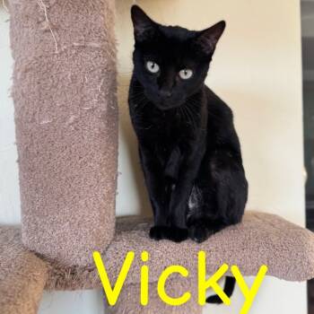 Rescue Domestic Short Hair Cats for Adoption in Tucson, Arizona - Vicky | PetCurious