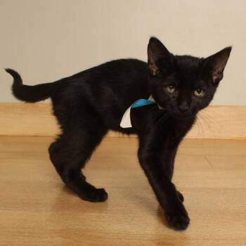 Kidney Bean C70719 -  Domestic Short Hair Cat for Adoption in Minnetonka, Minnesota - Kidney Bean C70719 | PetCurious