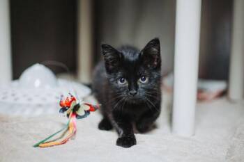 Domestic Medium Hair and Domestic Short Hair Cats Available for Adoption in North Charleston, South Carolina - 92433A Charlotte | PetCurious