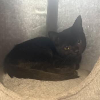 Armchair Theatre -  Domestic Short Hair Cat for Adoption in Fredericksburg, Virginia - Armchair Theatre | PetCurious