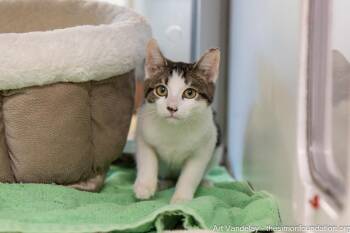 Art Vandelay -  Domestic Short Hair Cat for Adoption in Bloomfield, Connecticut - Art Vandelay | PetCurious