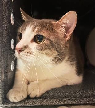 Rescue Domestic Short Hair Cats for Adoption in Nashville, Tennessee - Eggroll | PetCurious