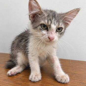 Tilly -  Domestic Short Hair Cat for Adoption in Austin, Texas - Tilly | PetCurious