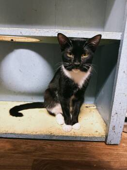 Domestic Short Hair Cats Available for Adoption - Jeeves | PetCurious