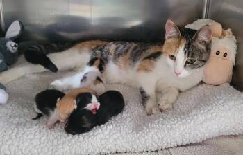 Tabrina -  Domestic Short Hair Cat for Adoption in Tomah, Wisconsin - Tabrina | PetCurious