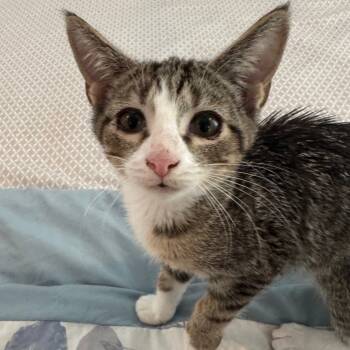 Rescue Domestic Short Hair Cats for Adoption in Abbeville, South Carolina - 1285 Beanie Baby | PetCurious