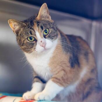 Domestic Short Hair Cats Available for Adoption - Lady Bug | PetCurious