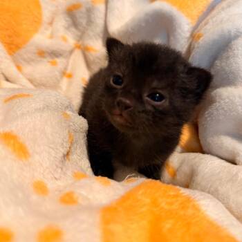 Fox Trot -  Domestic Short Hair Cat for Adoption in Austin, Texas - Fox Trot | PetCurious