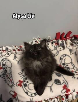Alysa Liu -  Domestic Long Hair Cat Available for Adoption in Franklin, Ohio - Alysa Liu | PetCurious
