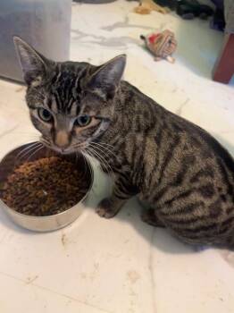 Laken -  Domestic Short Hair Cat for Adoption in Mountain Home, Arkansas - Laken | PetCurious