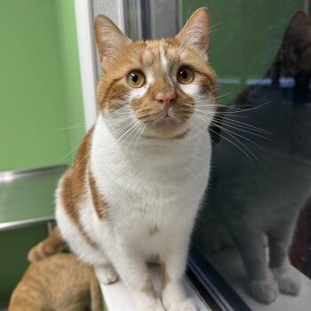 Rescue Domestic Short Hair Cats for Adoption in Greenbelt, Maryland - Duros | PetCurious