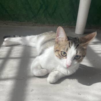 Joy -  Domestic Short Hair Cat for Adoption in Laredo, Texas - Joy | PetCurious